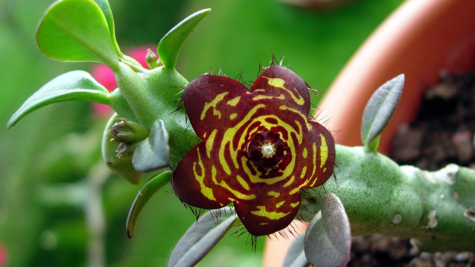 Caralluma Fimbriata-Extrakt: Ist er zur Gewichtsabnahme wirksam?