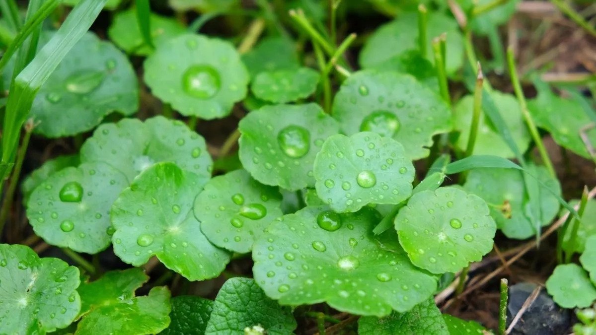 Unglaubliche Vorteile des Centella Asiatica-Extrakts fÃ¼r die Haut