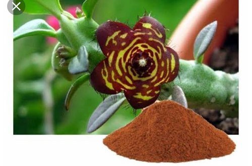Caralluma Fimbriata Extract In Solingen