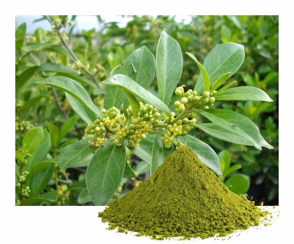 Gymnema Sylvestre-Extrakt