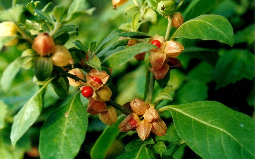 Withania Somnifera Ashwagandha-Extrakt