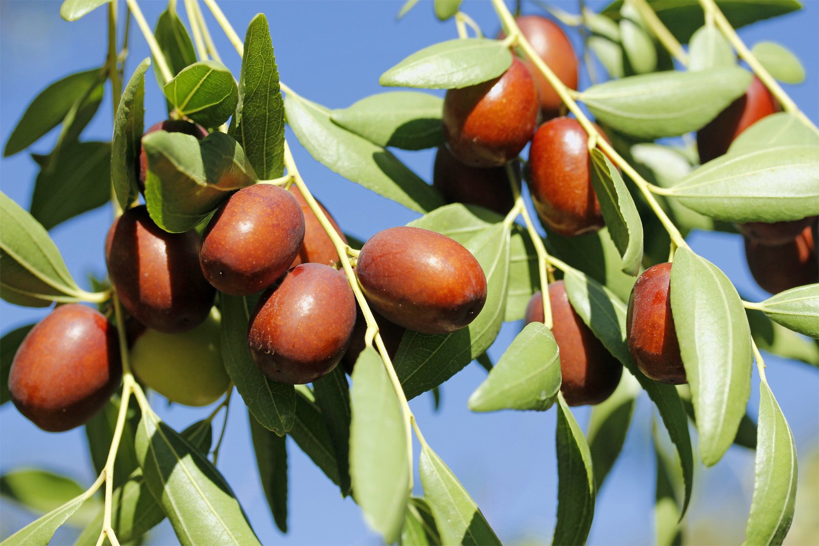 Ziziphus Jujuba